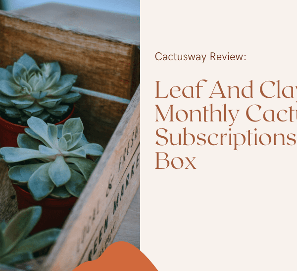 Gözden Geçirme: Leaf And Clay & # 8217; s Aylık Kaktüs Abonelik Kutusu