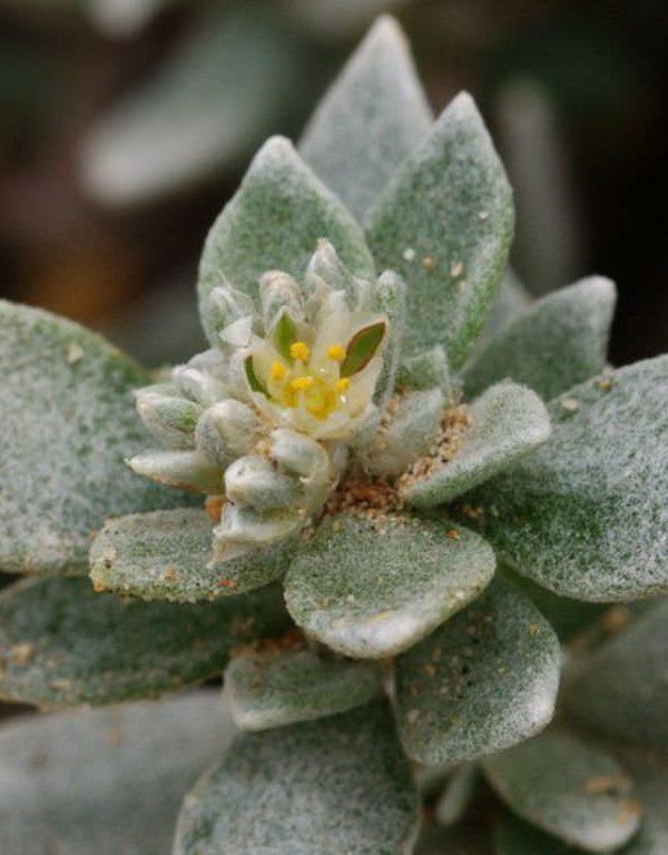 Polycarpaea nivea Sukulent için Nasıl Büyüme ve Bakım Yapılır