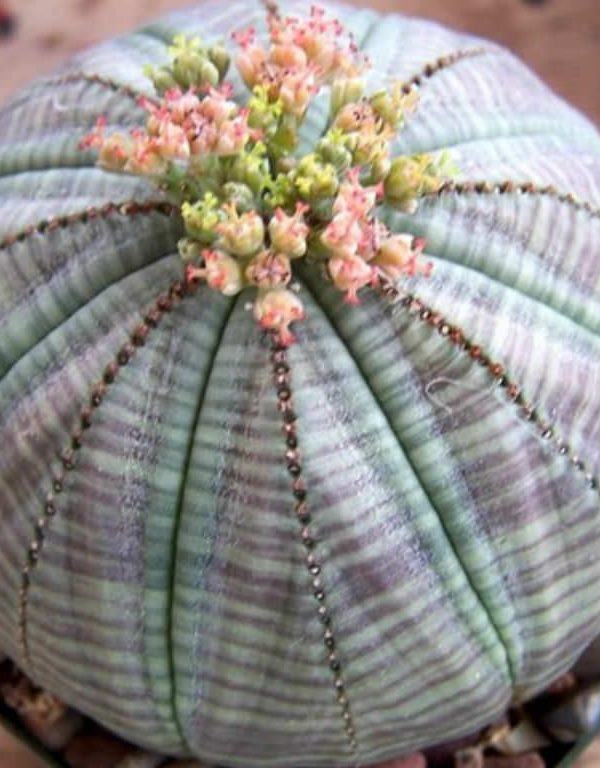 Euphorbia obesa (Beyzbol Fabrikası) Sukulent