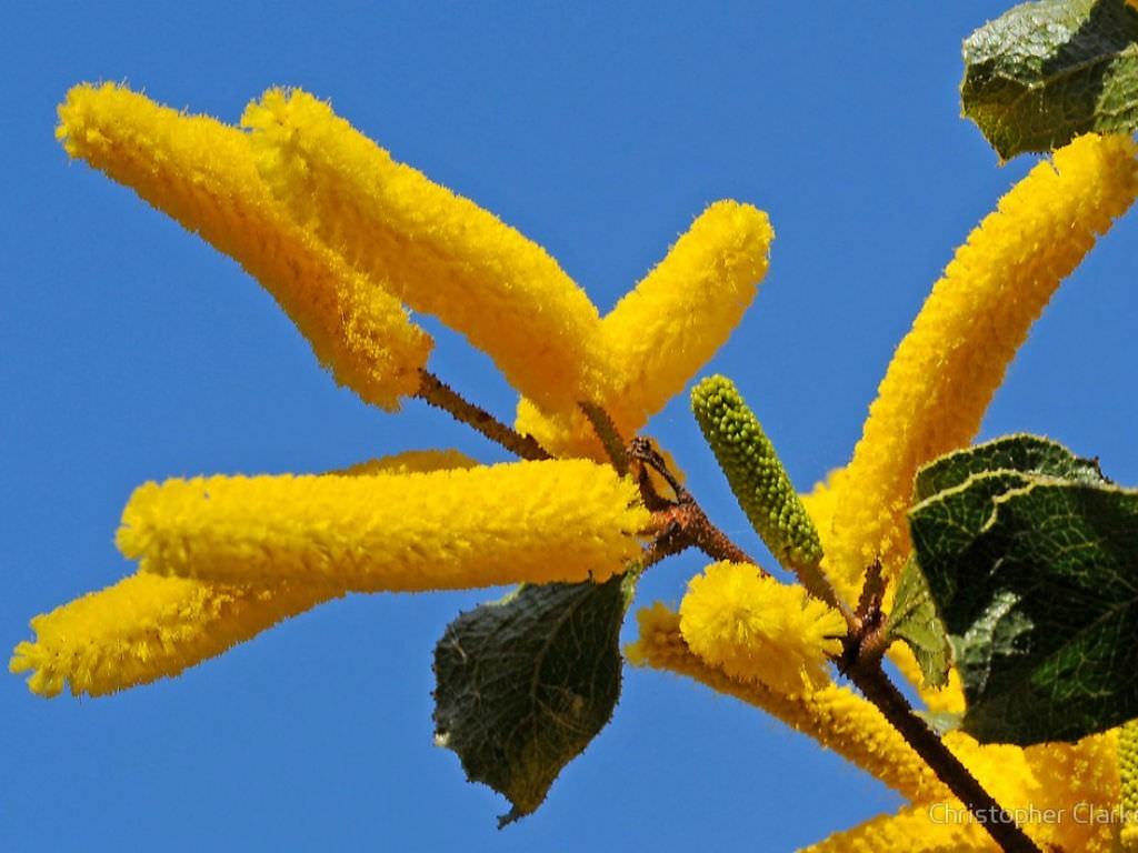 Akasya denticulosa (Wattle Zımpara)