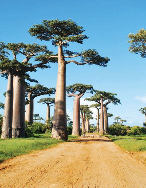 Baobab: Dünyadaki En Büyük Etli Bitki Sukulent