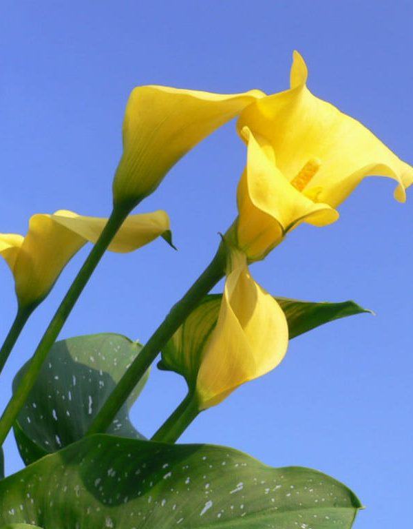 Zantedeschia elliottiana (Altın Calla Lily)