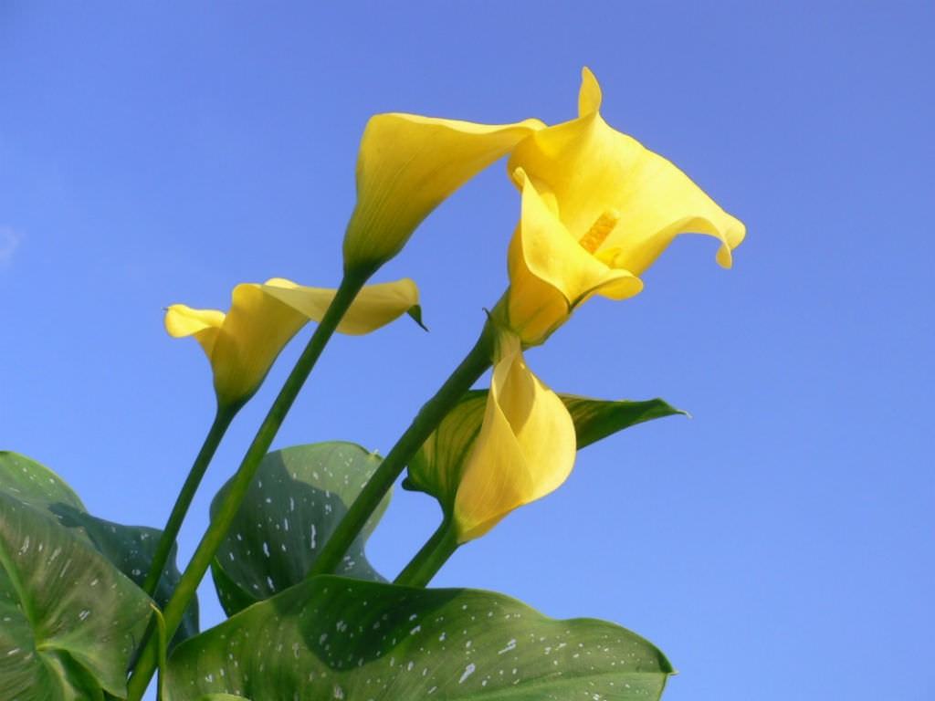 Zantedeschia elliottiana (Altın Calla Lily)