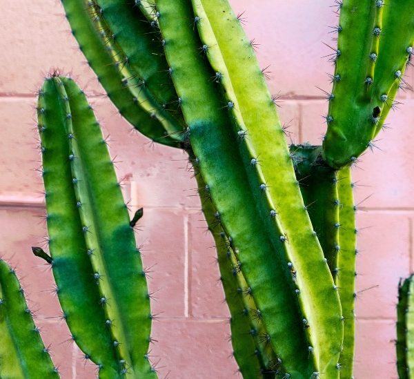 San Pedro Kaktüsü (Echinopsis Pachanoi) Nasıl Yetiştirilir