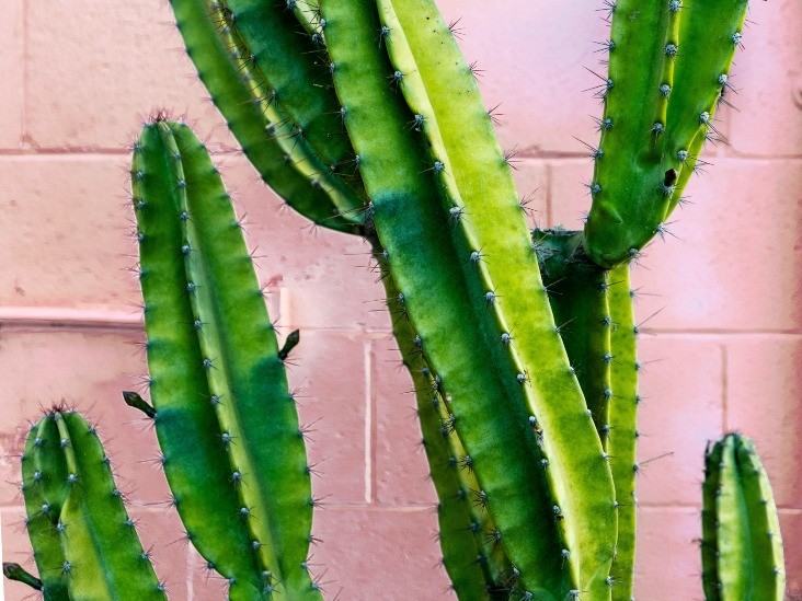 San Pedro Kakts (Echinopsis Pachanoi) Nasl Yetitirilir - Trkiye nin  Sukulent ve Kakts Marketi!