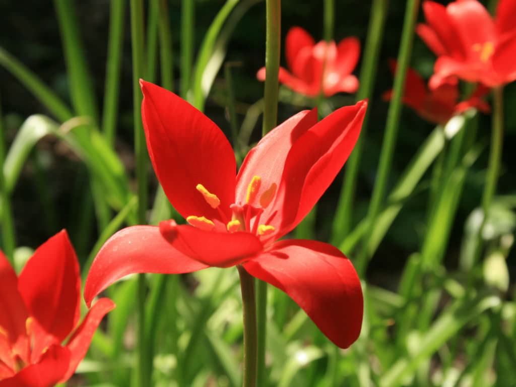 Tulipa sprengeri (Sprenger Lale)