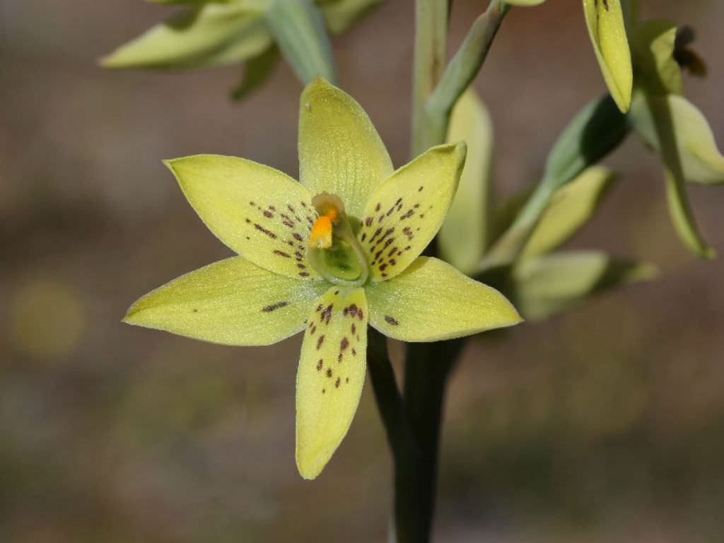 Thelymitra villosa (Muhallebi Orkide)