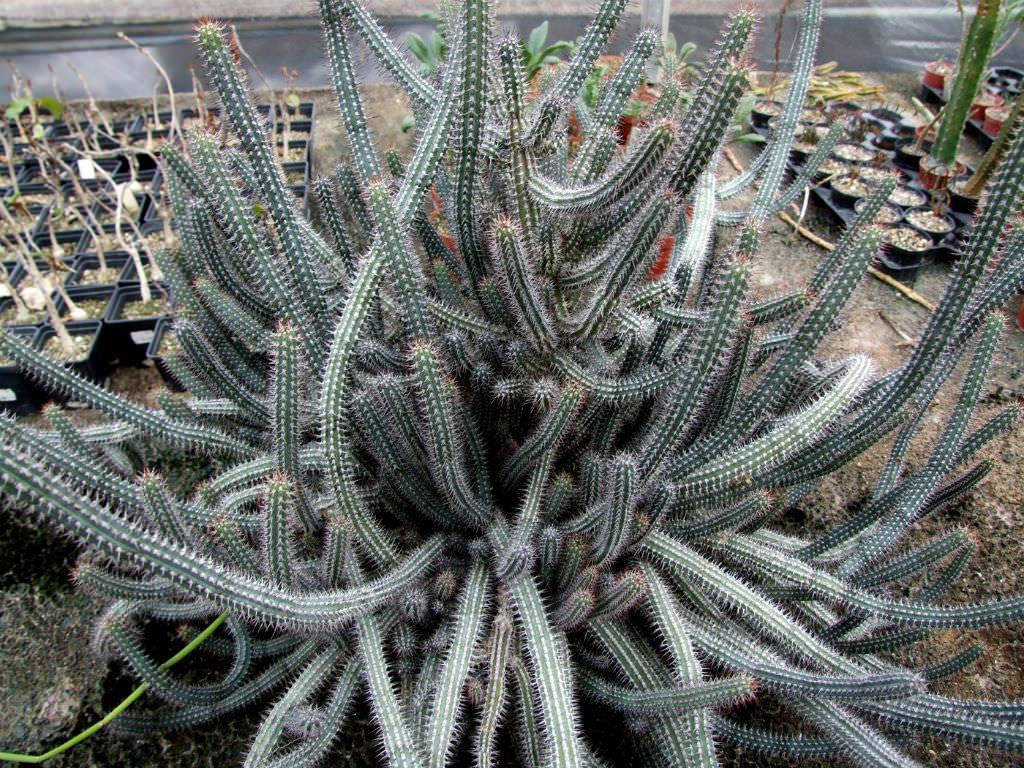 Euphorbia baioensis Sukulent