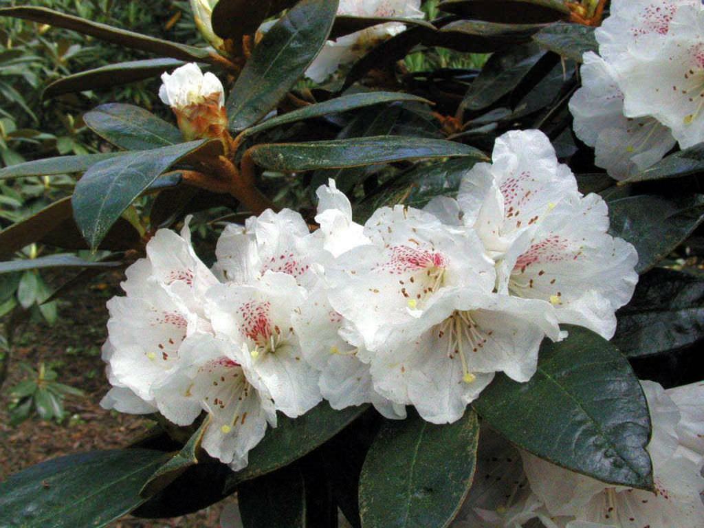 Rhododendron bureavii (Bureau Rhododendron)