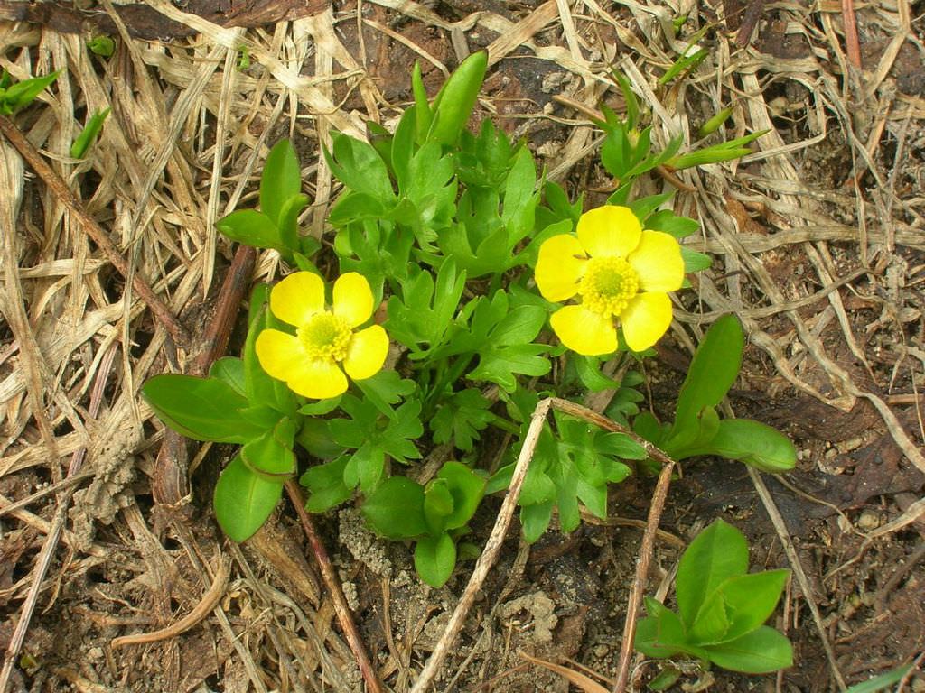Ranunculus eschscholtzii (Eschscholtz's Buttercup)