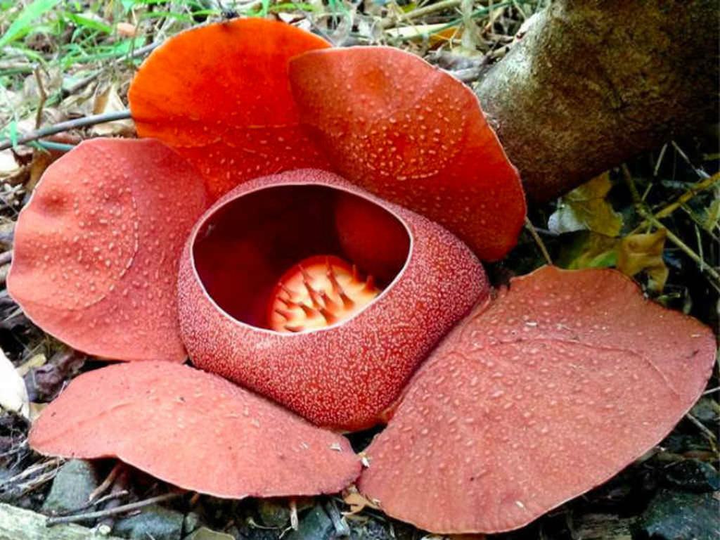 Rafflesia speciosa