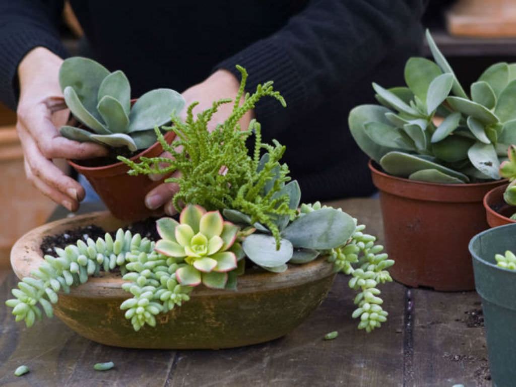 Succulents Sukulent Yetitirme ve Bakm Hakknda Bilmeniz Gereken Her ey  - Trkiye nin Sukulent ve Kakts Marketi!