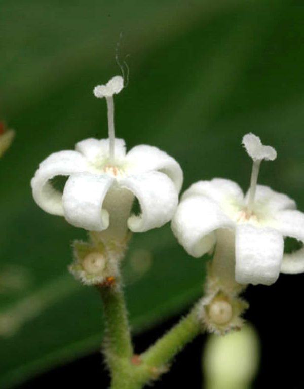 Psychotria loniceroides (Tüylü Psikotri)