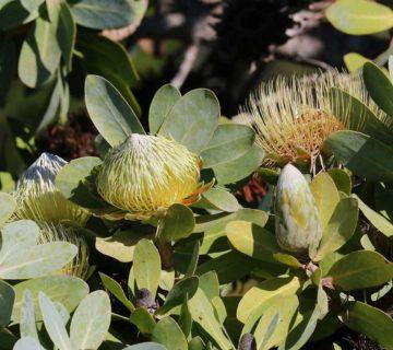 Protea nitida (Vagon Ağacı)