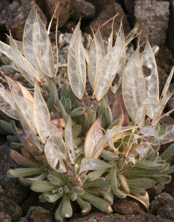 Anelsonia eurycarpa (Daggerpod) Sukulent