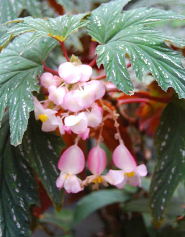 Begonya aconitifolia (Cane Begonia)