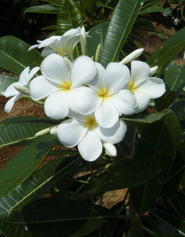 Plumeria alba (Beyaz Frangipani)