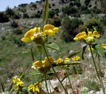 Phlomis chrysophylla (Altın yapraklı Kudüs Adaçayı)