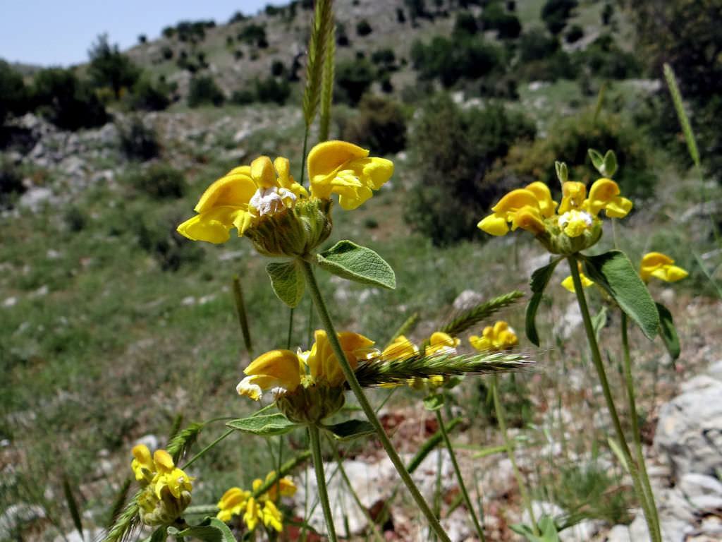 Phlomis chrysophylla (Altın yapraklı Kudüs Adaçayı)
