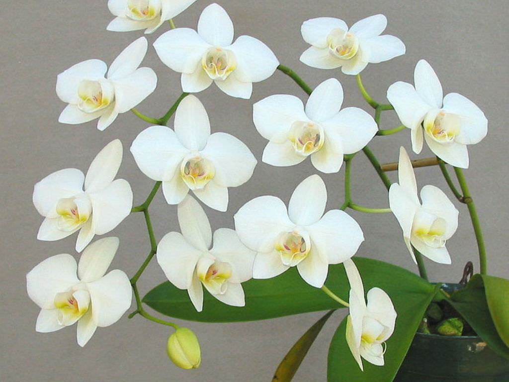 Phalaenopsis afrodit