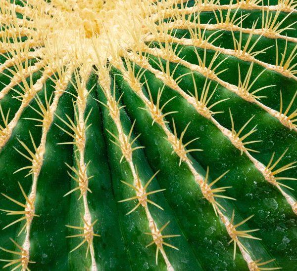The 4 Most Common Types Of Cactus Plants (that you can grow too)