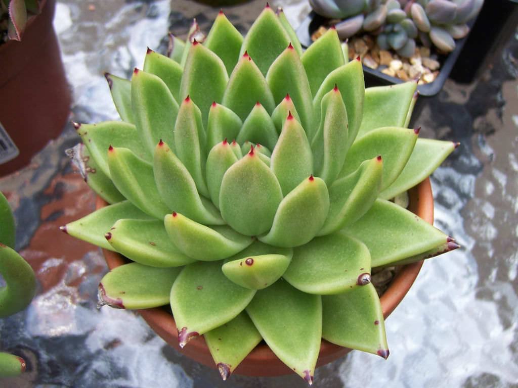 Echeveria Agavoides 8,5 cm Türkiye nin Sukulent ve Kaktüs Marketi!