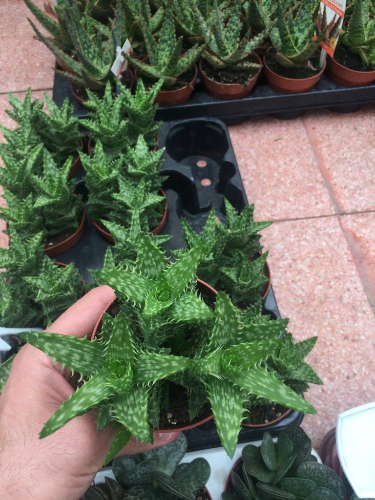 Aloe Squarrosa 8,5 cm - Türkiye nin Sukulent ve Kaktüs Marketi!