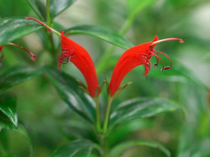 Aeschynanthus garrettii - Hardy Lipstick Plant