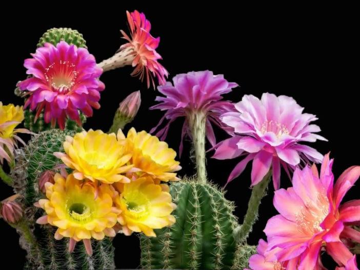 Cactus Bloom