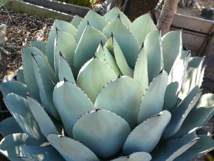 Cold-Hardy Succulents (Agave parryi)