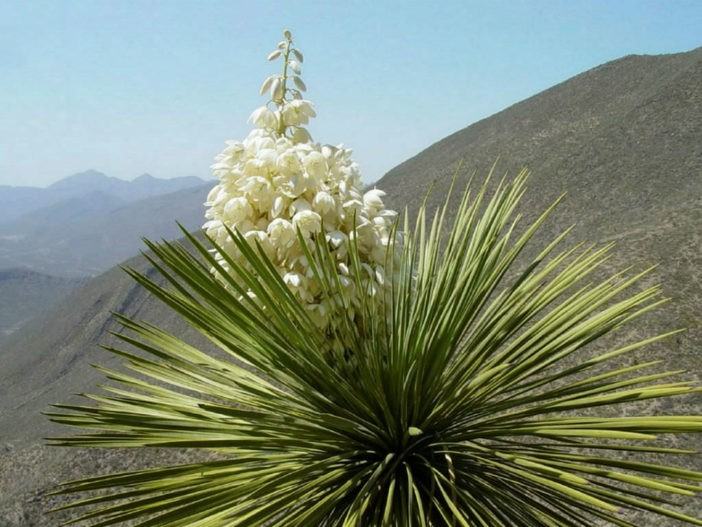 Cold-Hardy Succulents (Yucca thompsoniana)