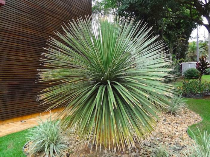Dasylirion acrotrichum