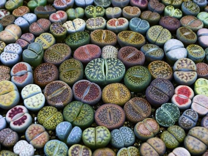 Grow Lithops from Seed
