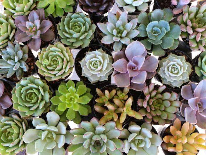 Happy and Healthy Succulents