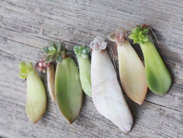 How to Root a Succulent Leaf
