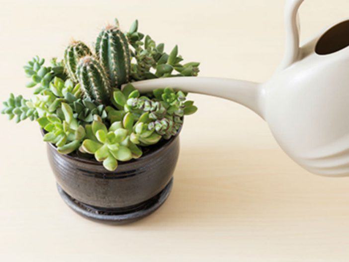 How to Water Succulents