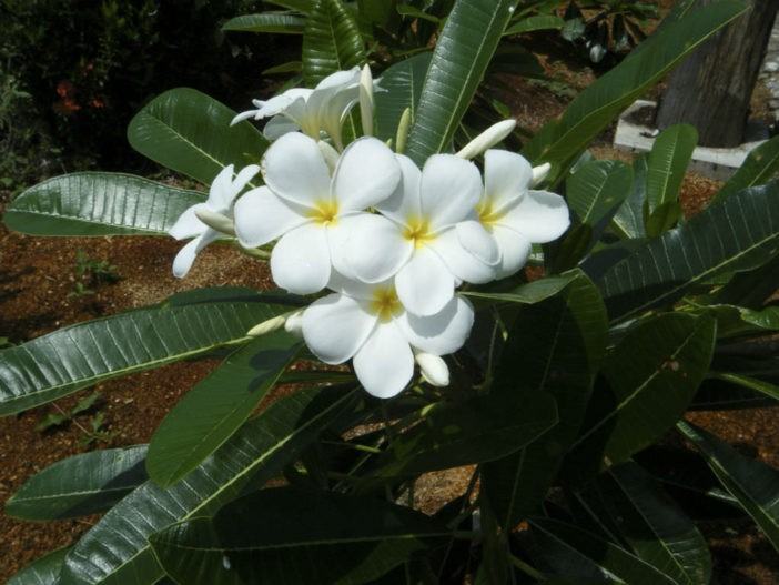 Plumeria alba (White Frangipani)