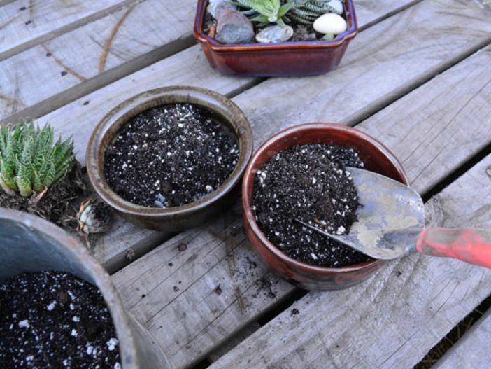 Potting Mixes for Succulent Plants