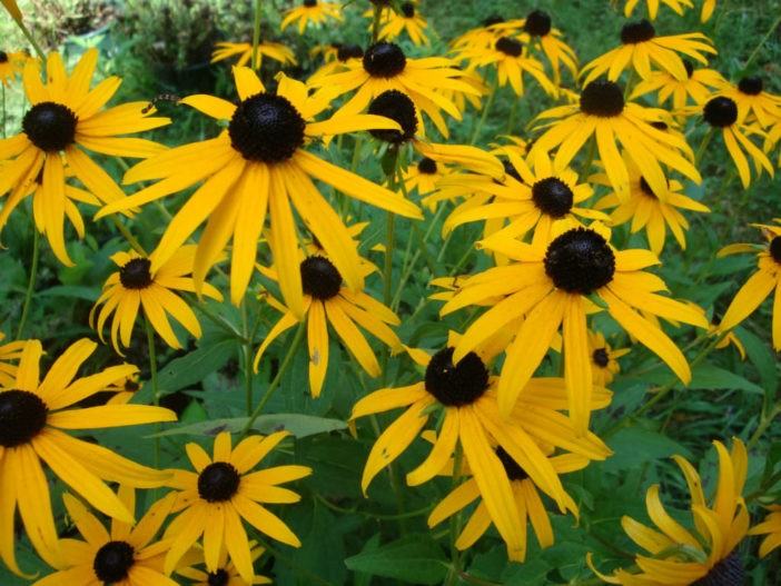 Rudbeckia fulgida var. sullivantii 'Goldsturm' - Golden Coneflower