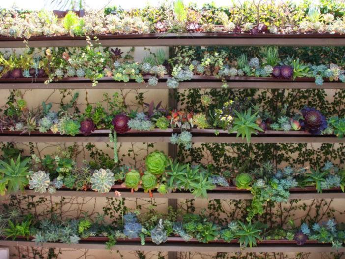 Ultimate Guide to Succulents - Succulent Care
