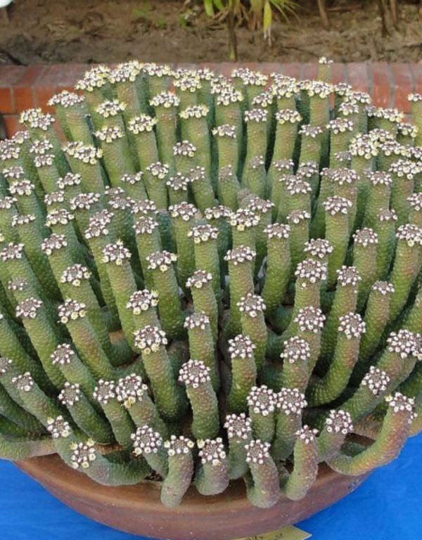 Euphorbia esculenta (Gerçek “Vingerpol”) Etli