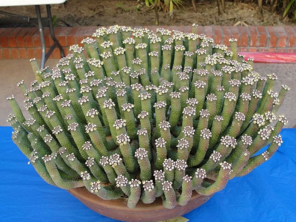Euphorbia esculenta (Gerçek “Vingerpol”) Etli