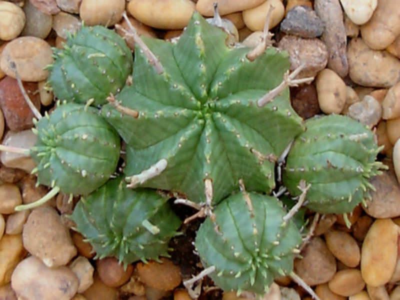 Euphorbia meloformis (Kavun Sütleğen) Sukulent