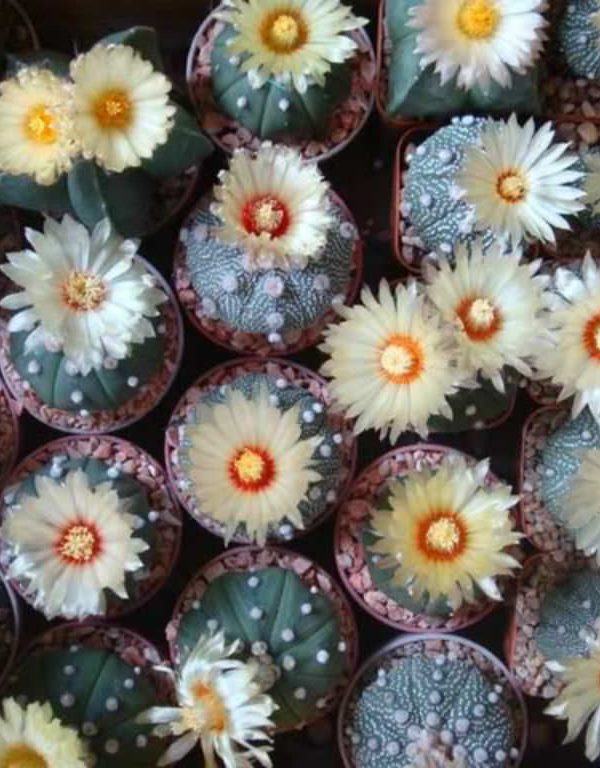 How to Grow and Care for Astrophytum Sukulent
