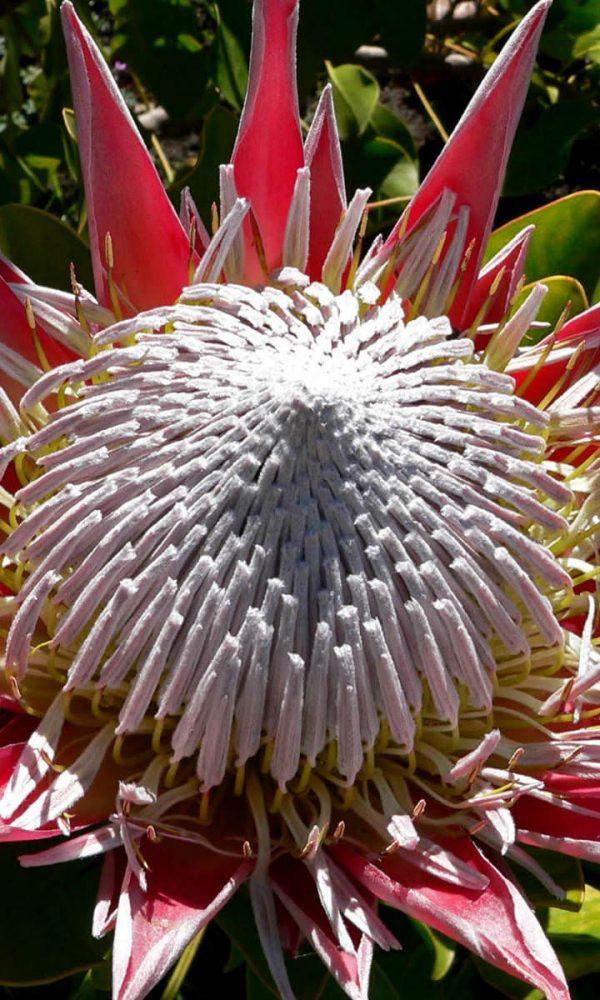 Protea cynaroides (Kral Protea)