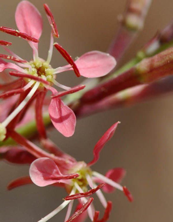 Oenothera suffrutescens (Scarlet Gaura)