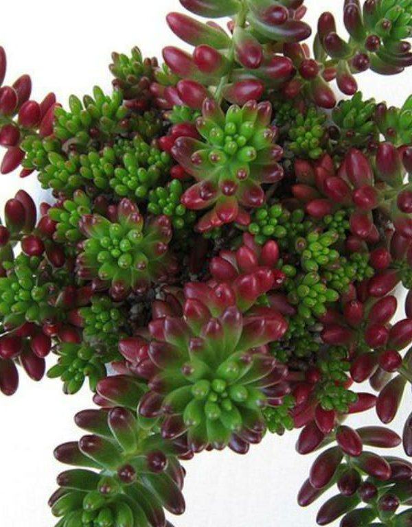Sedum rubrotinctum (Jelly Bean Plant) Sukulent