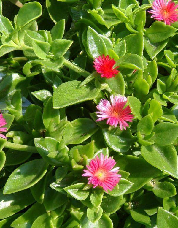 Aptenia cordifolia (Baby Sun Rose) Sukulent