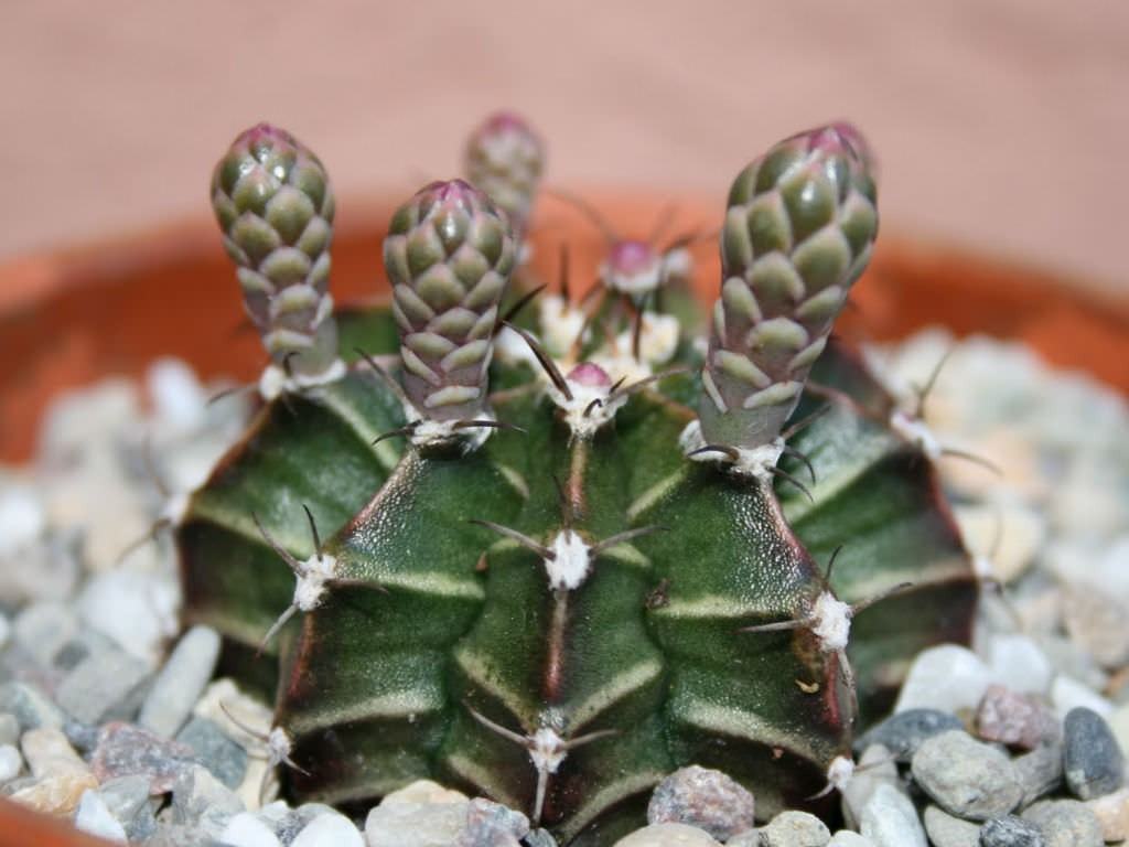 Gymnocalycium mihanovichii (Chin Cactus) Etli