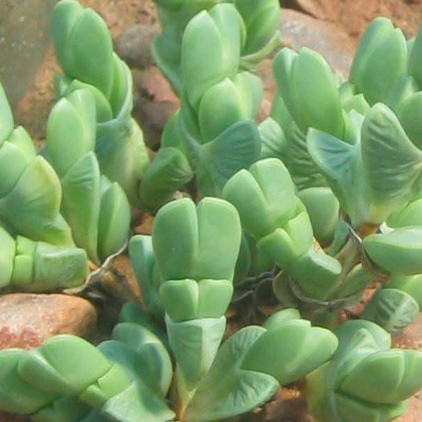 Braunsia apiculata (Buz Bitkisi) Etli